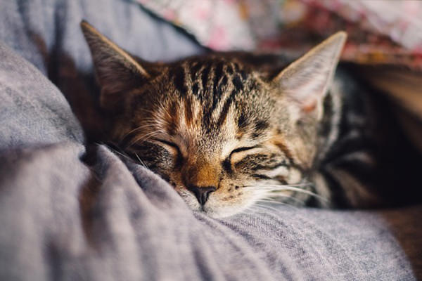 猫ネックレスの意味